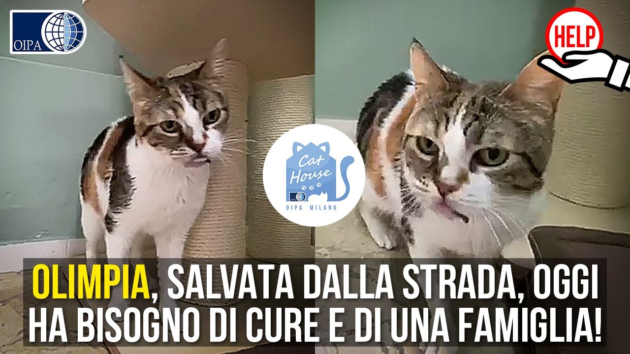 APPELLO: Gattina soccorsa è ora accolta nella Cat House di OIPA Milano. Servono cure e un'adozione!