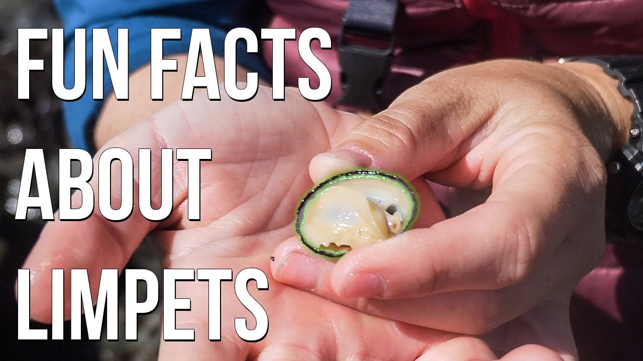 Fun Facts about Limpets