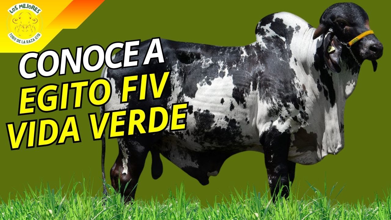 ¿Por qué EGITO es clave para el futuro del ganado lechero? Descubre su linaje élite.