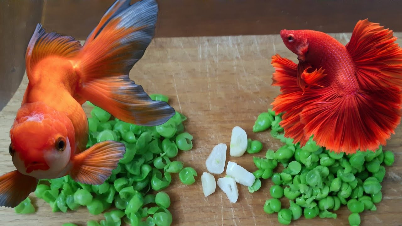 корм для золотых рыбок плюс подготовка