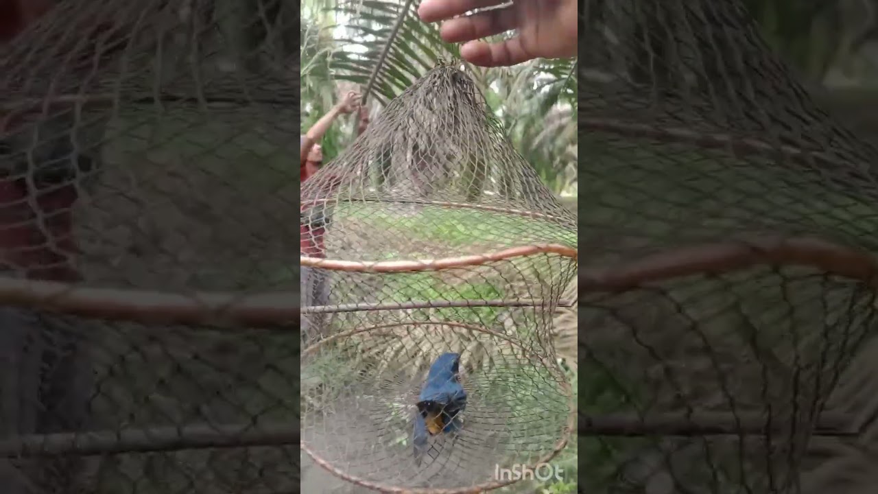 Mikat tledekan bakau terbang seperti pluru