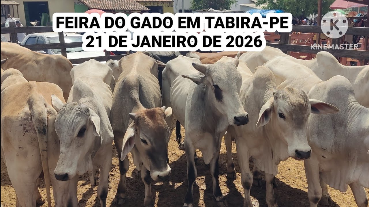 Feira do Gado de Tabira-PE / Gado de cria , recria , corte , engorda e solta / Pesquisa dia 21/01/26