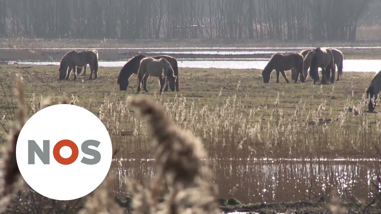 OOSTVAARDERS: 'De natuur is hard en dieren gaan dood'