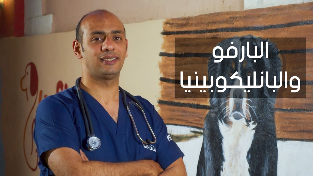 بارفو و البانليكوبينيا الكلاب والقطط ,, كل المعلومات عن الفيروس مع د. محمد ابو عوف عطية