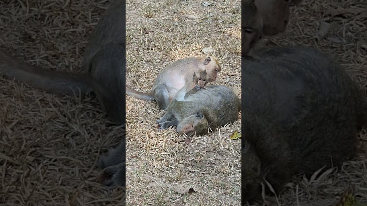 #Обезьянка Милая в поисках вшей  #Monkey Lovely finding a lice