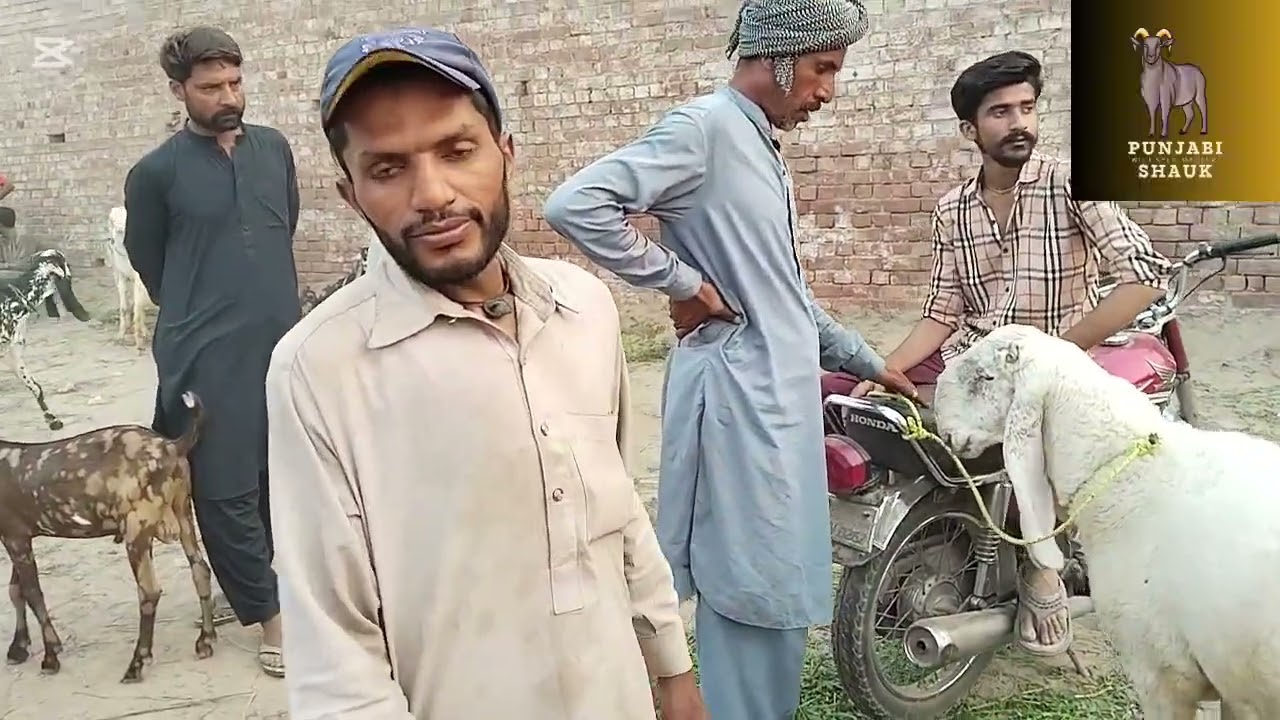 Shahpur Kanjra Mandi 2025 update #punjabi#$hauk #bakra #eid #eid2025