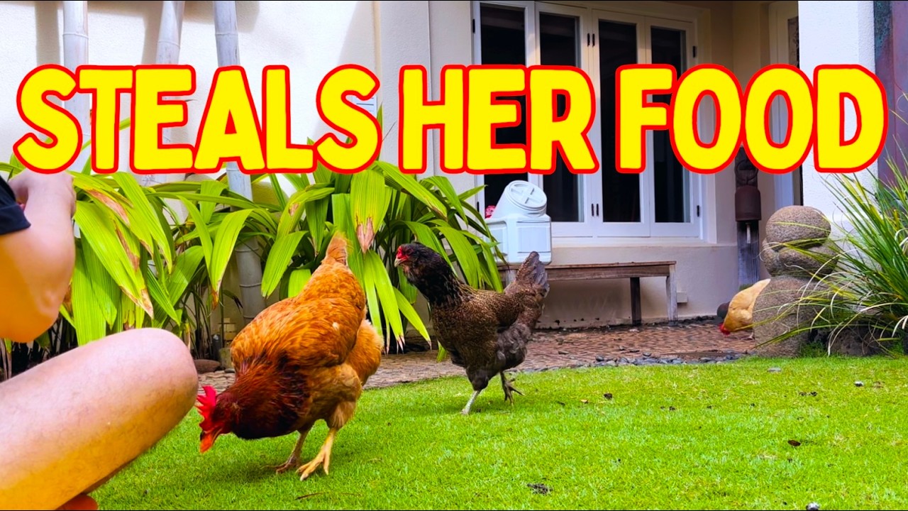 THE PECKING ORDER IN ACTION! 🐔💕 Crookshanks ALWAYS steals food from Lindsay LoHEN...