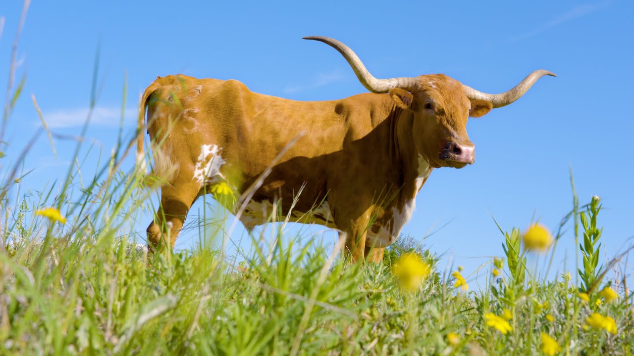 Texas Longhorn Herd 2025