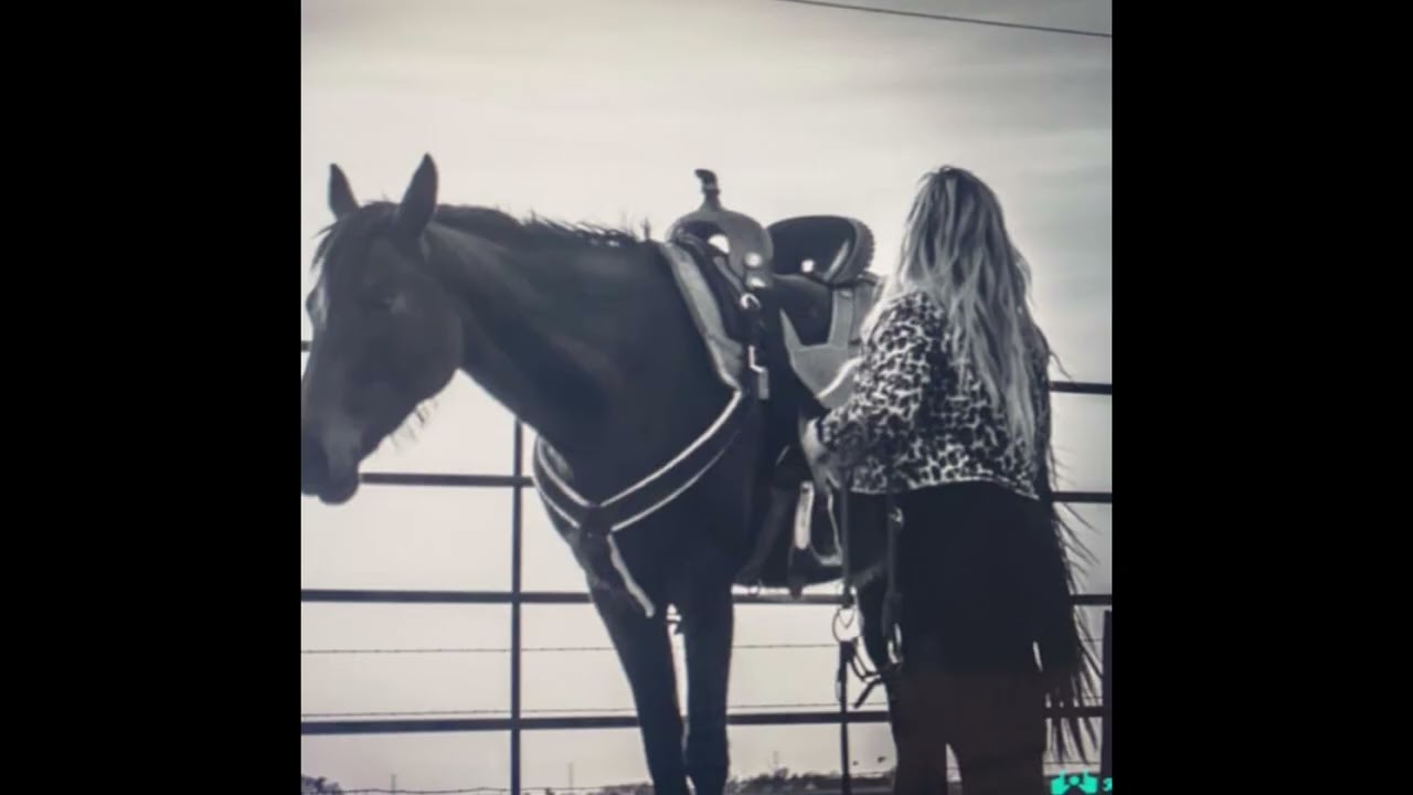 My Kat Spot (2015 Bay Mare ) 