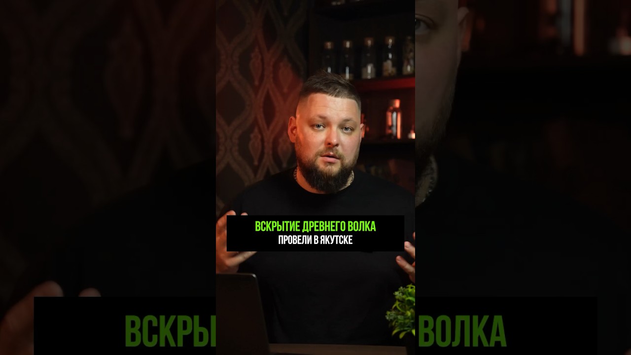 Российские ученые препарировали древнего волка из эпохи плейстоцена#новости #события #новостиРоссии