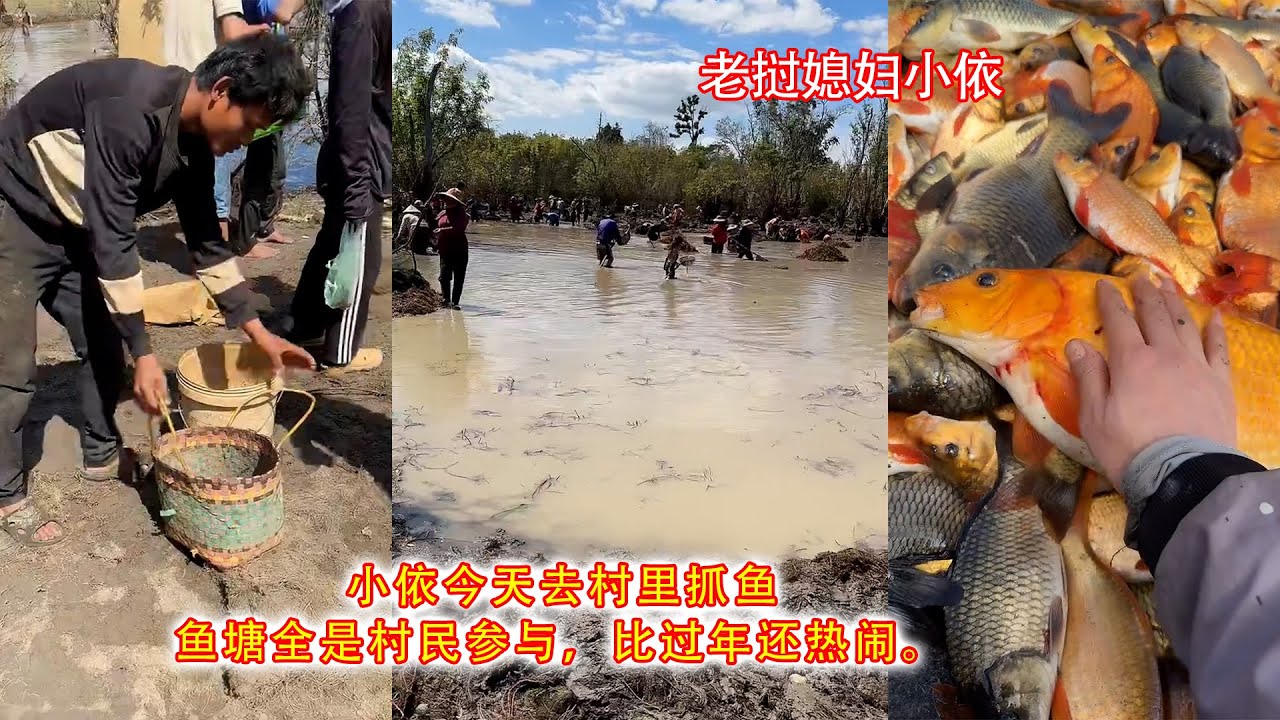 小依今天去村里抓鱼，鱼塘全是村民参与，比过年还热闹。