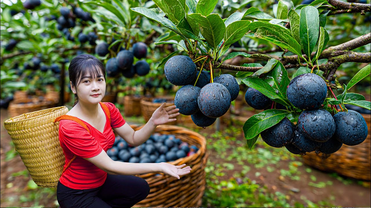 Harvesting 299kg of Sweet Black Cherries - Cooking Traditional Fruit Tea Recipe in the Village