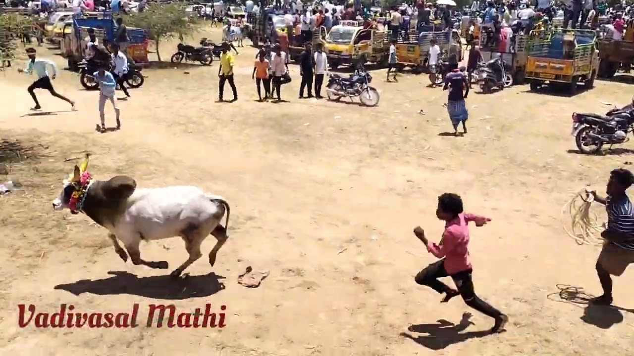 சிறுகப்பட்டி மஞ்சுவிரட்டு 2025 Part 1 # Manjuvirattu # karaikkudi # vadivasal # @Vadivasalmathi 