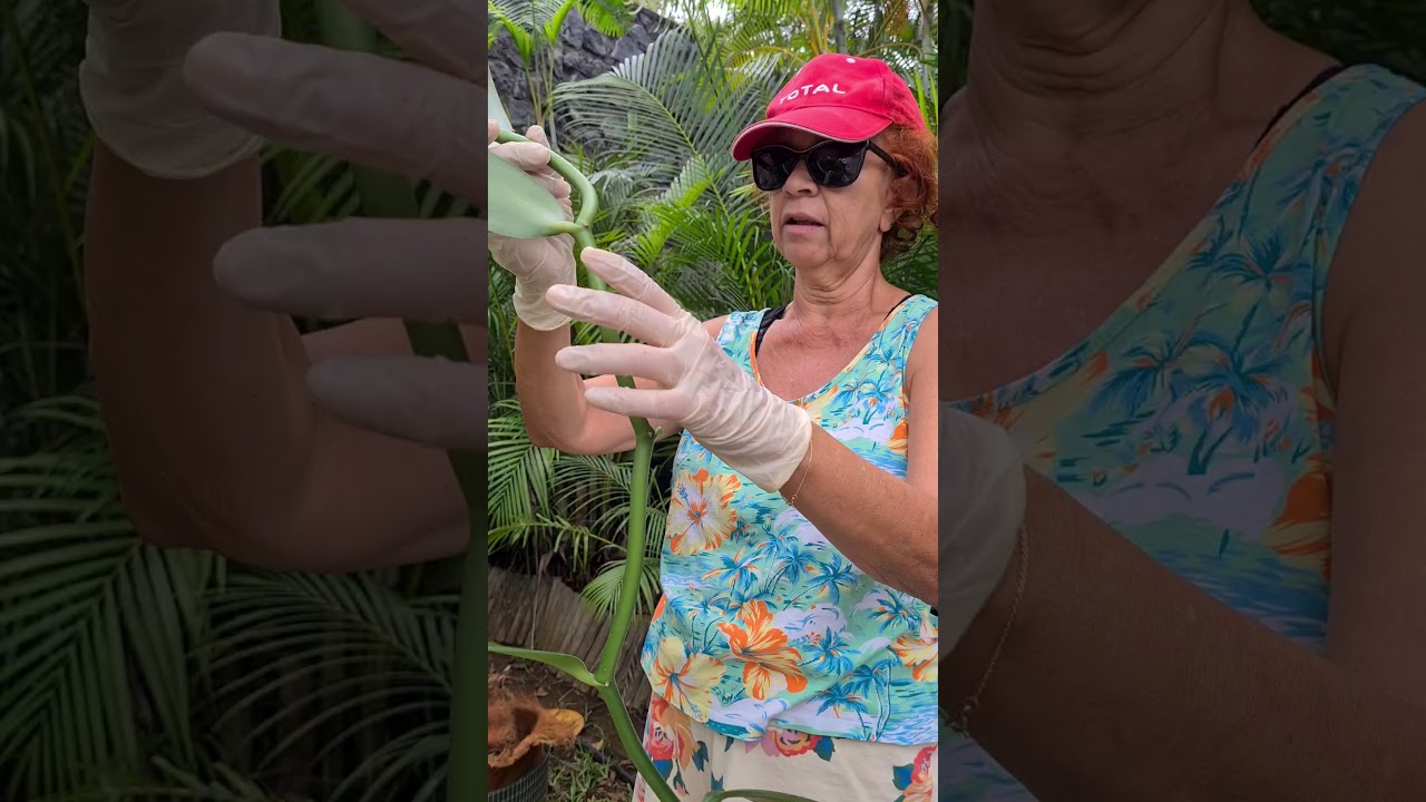 Comment planter la vanille de La Réunion