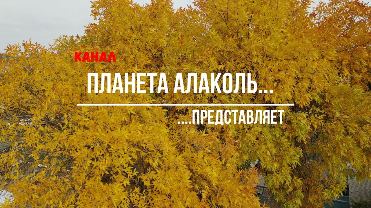 Ушарал. осень. центр. 5 октября 2021г.