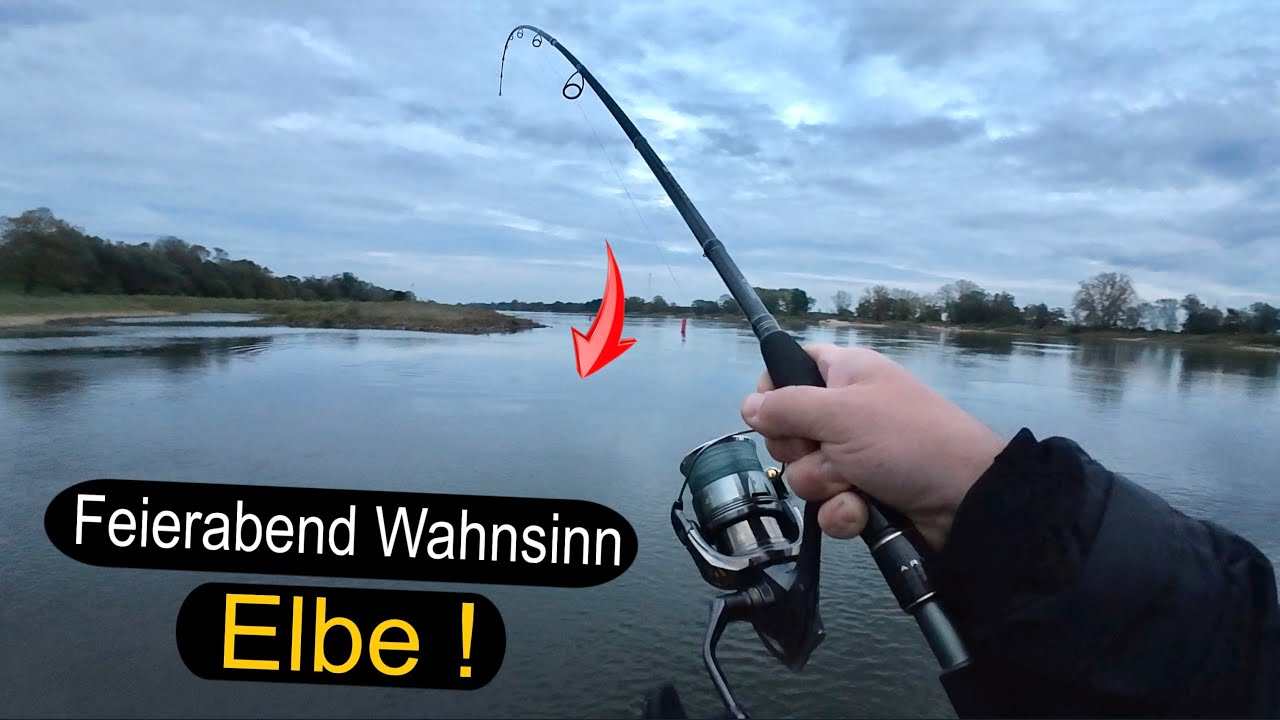Erfolgreiches Raubfischangeln in der Elbe. JETZT musst DU raus!