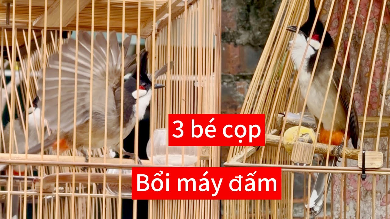 CB bổi máy đấm nết quá chiến. Mồi giàn bộ siêu lẫu lật dẻo nết cực hay. CB nết giữ dí tốc độ