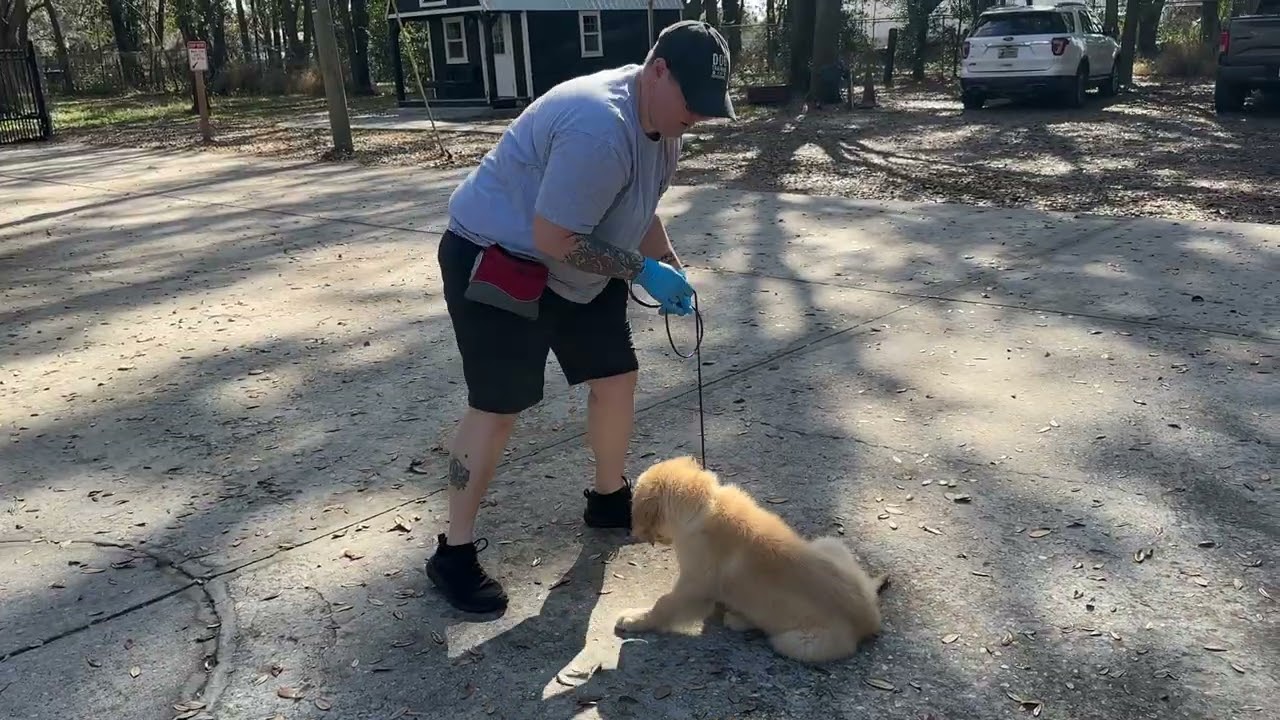 Beau - Training 