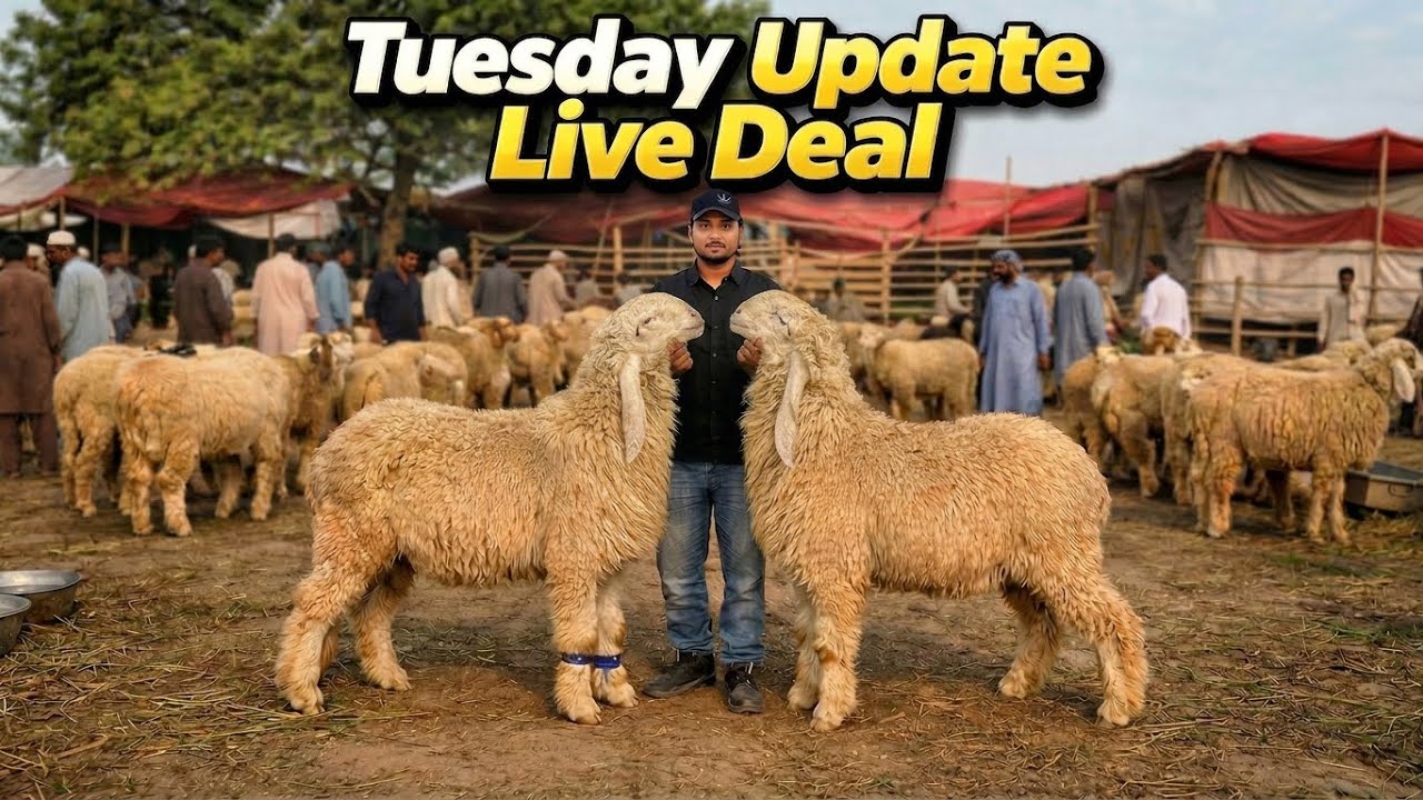 Live Deal | Tuesday Update | Lahore Mandi | Shahpur Kanjra | Mazhar Biba Official 