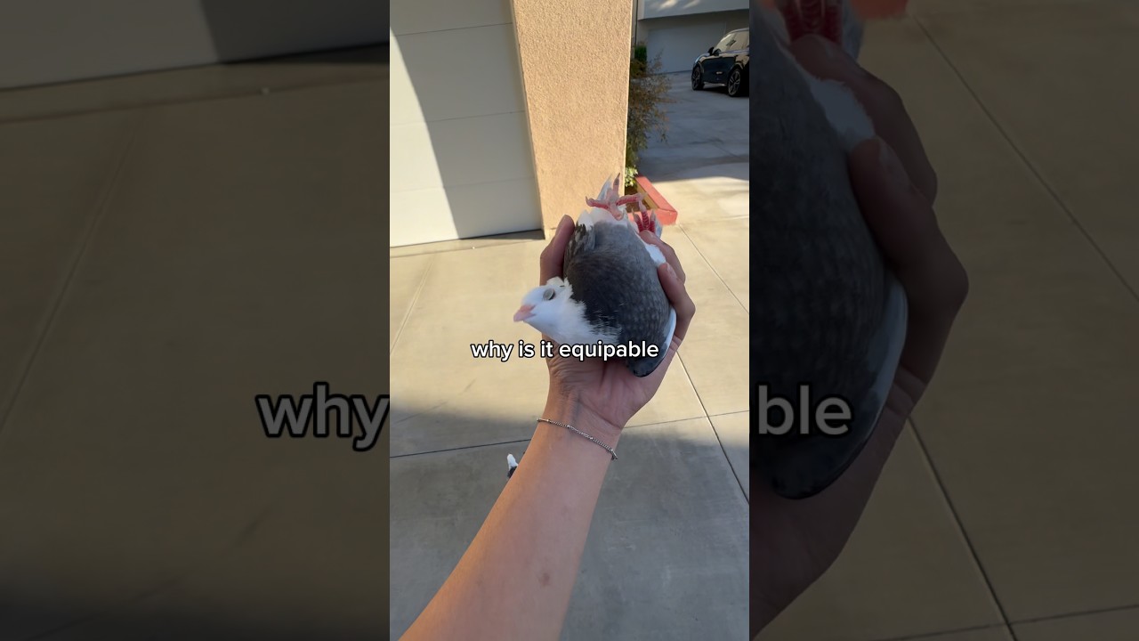 YOU CAN JUST PICK IT UP??! #bird #pigeon