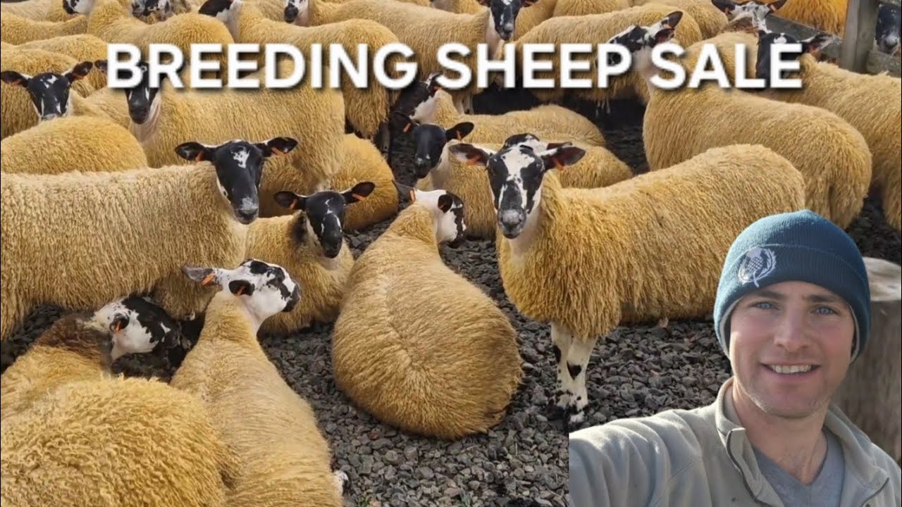 Breeding sheep sale St Boswells 4th Sept 2025. Lovely stock for sale!