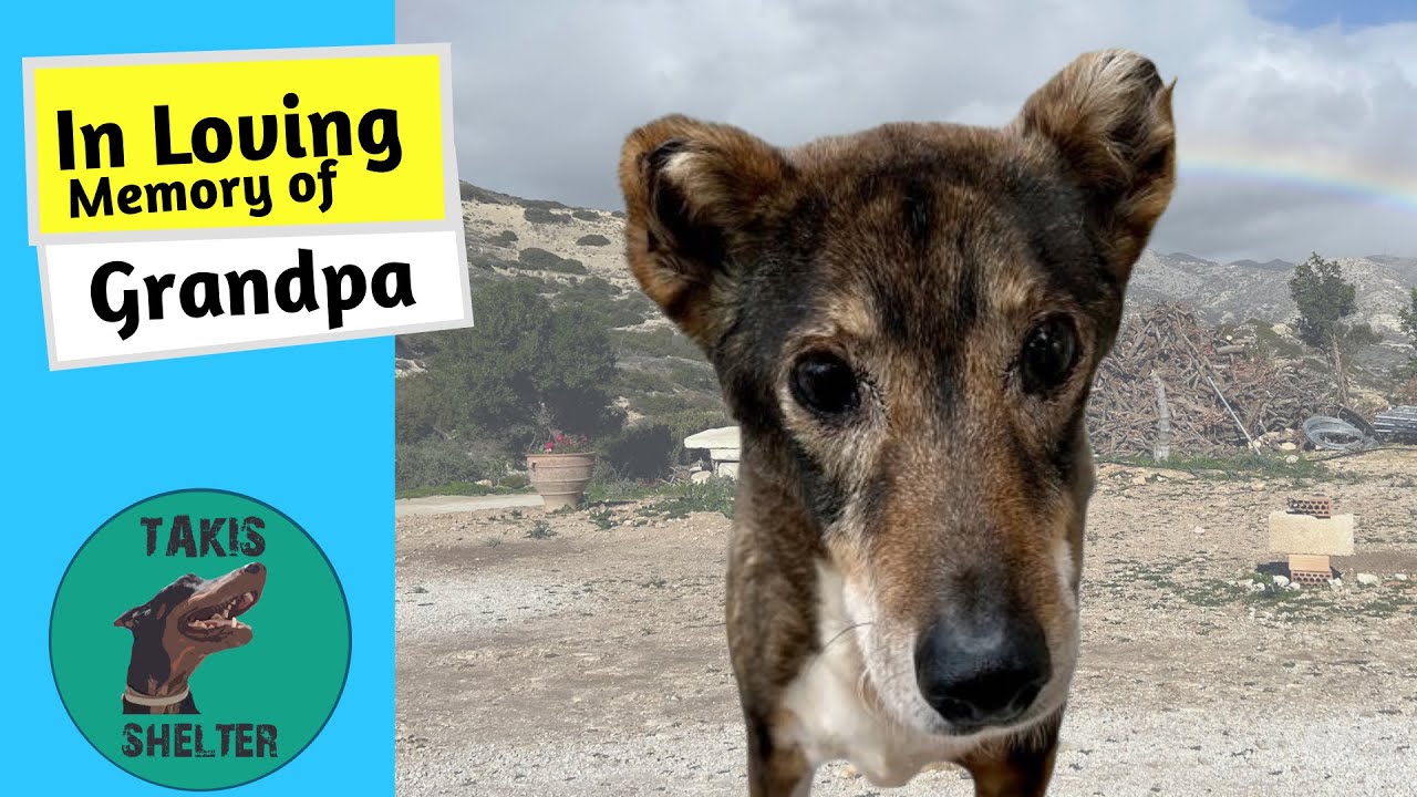 From Chains to Comfort: Grandpa's Journey from Abandonment to Pure Happiness  - Takis Shelter