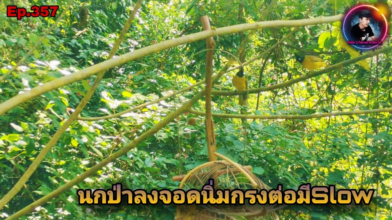 เสียงนกปรอดเหลืองหัวจุกEp.357 ร้องตั้งนานนกป่ากว่าจะมา บินลงกรงต่อนิ่มๆ(Black-crested Bulbul)
