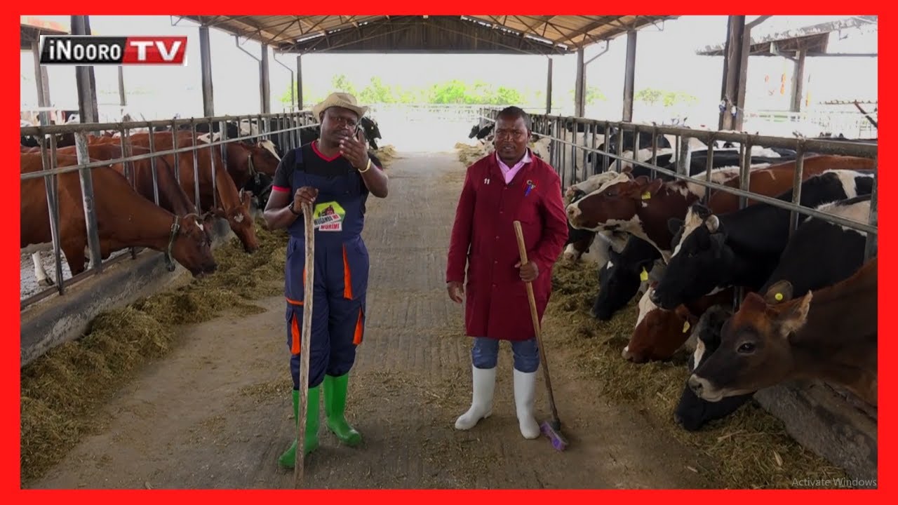 Ũrĩithia wa ng’ombe cia iria, Nakuru #MũgamboWaMũrĩmi PART 1