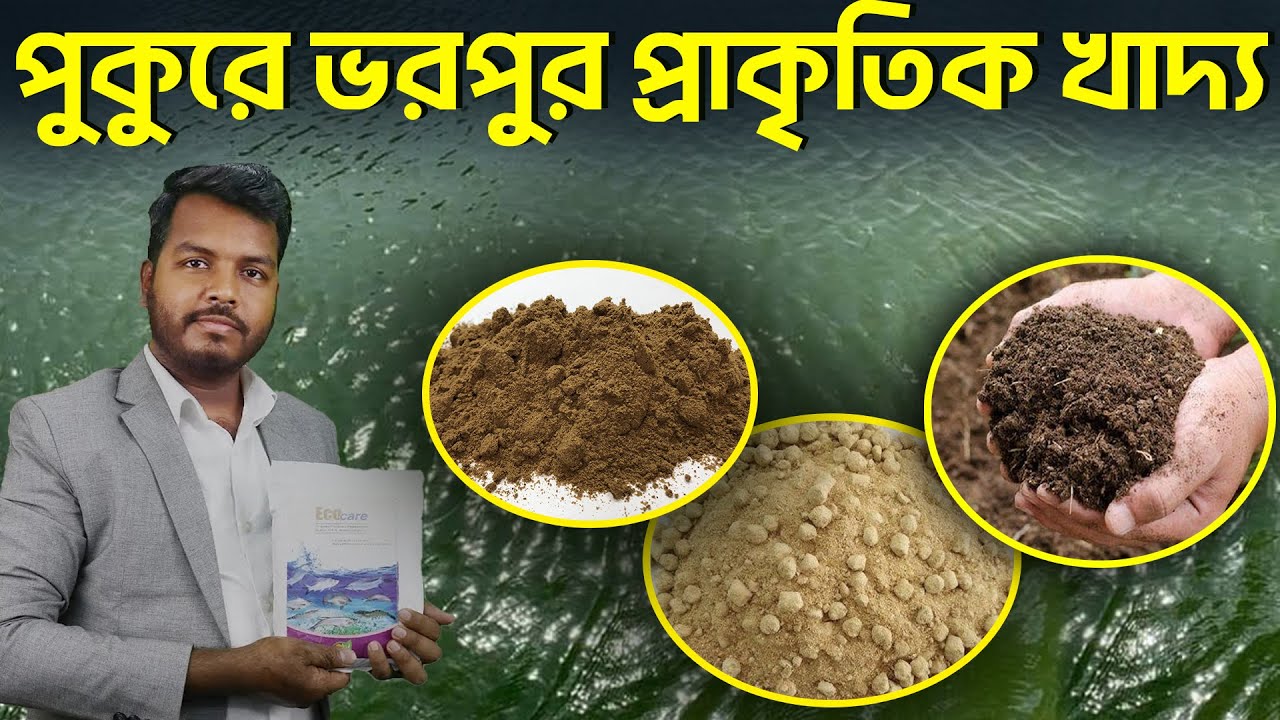 পুকুরে ভরপুর প্রাকৃতিক খাদ্য || Shakib Agro || প্ল্যাঙ্কটন তৈরির সহজ ৭ টি নিয়ম