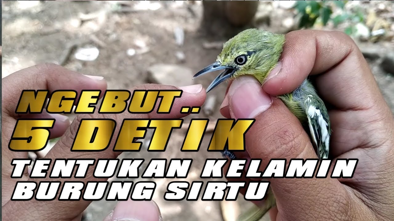 Bongkar misteri cepat dan akurat cukup 5 detik menentukan jenis kelamin burung sirtu jantan betina