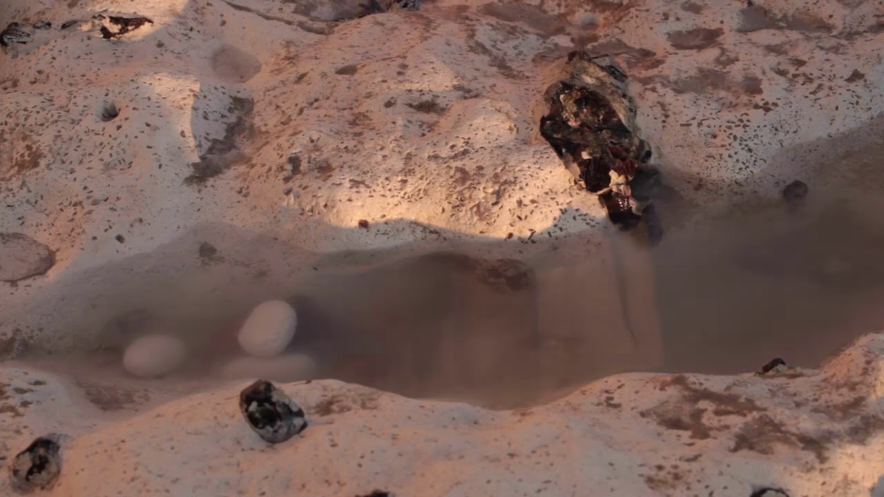 Maja Lena - Sacred Practice (Official Video)