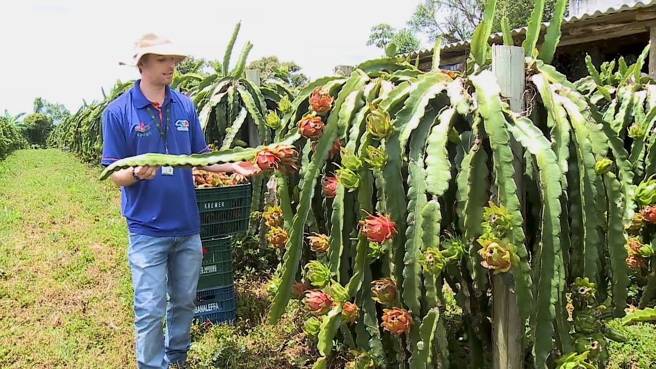Colheita da pitaya no sul de SC!
