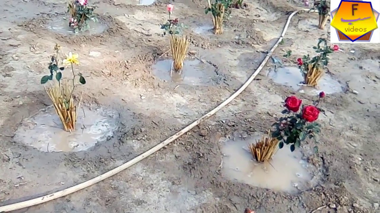 BEST FLOWER By  Fsub Videos