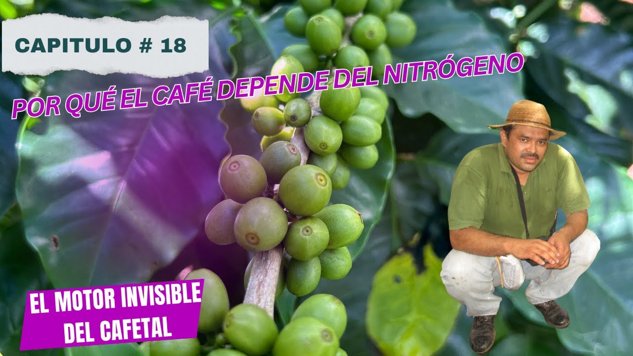 ¿Cuándo aplicar nitrógeno en el café? #nutricióninteligente #coffee