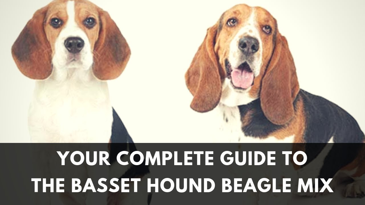 All About The Basset Hound Beagle Mix: Facts/ Information