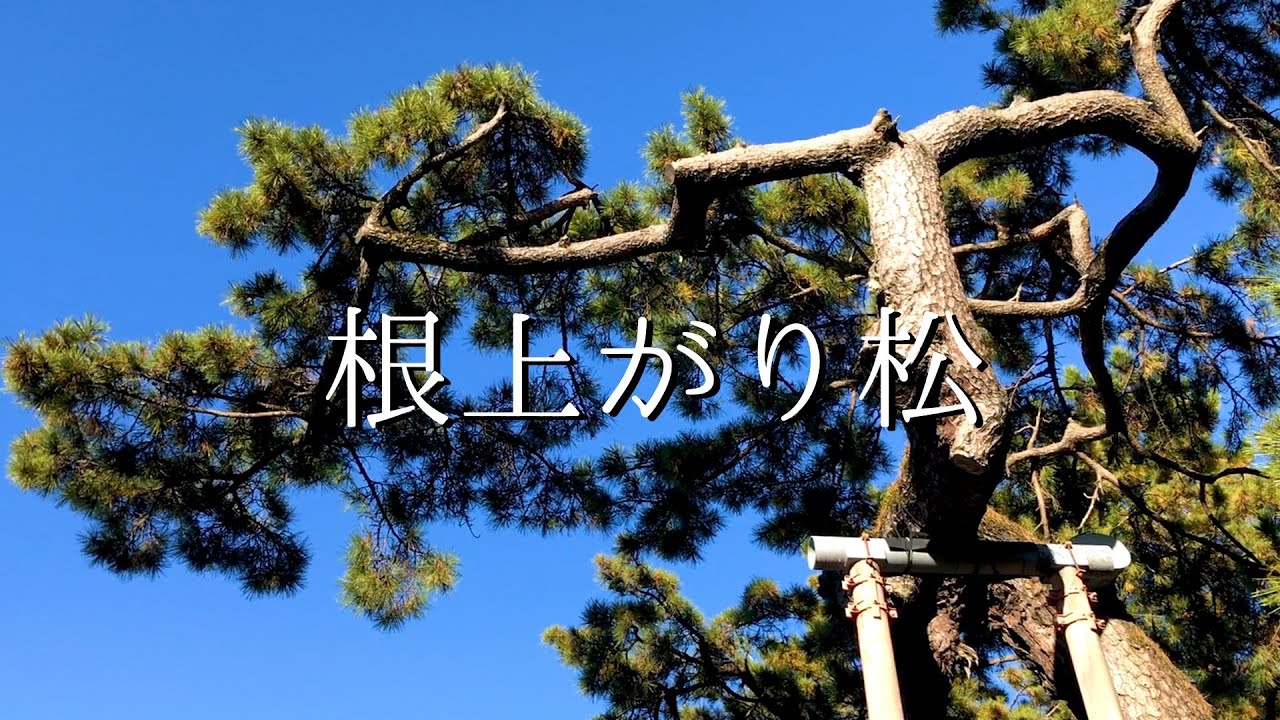 【iPhoneで撮ろう】よく晴れた日の朝に鴨江の根上がり松と紅葉を楽しみました〜静岡県浜松市〜