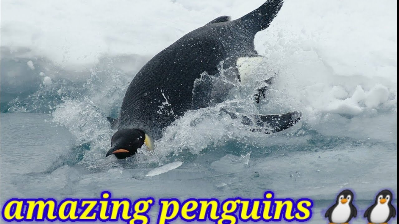 amazing water bird penguins wildlife video 🐧🐧