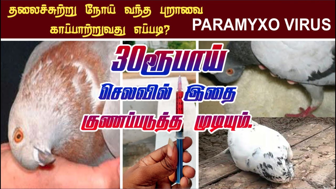 தலைச்சுற்று நோய் வந்த புறாவை காப்பாற்றுவது எப்படி.? Pigeon| Paramyxo Virus |