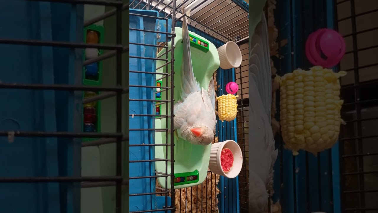 Posso oferecer água pra minhas aves tomarem banho mesmo chovendo?