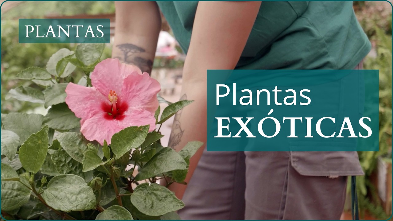 5 plantas tropicales resistentes para tu jard&iacute;n | Gu&iacute;a de cuidados paso a paso | Verdecora