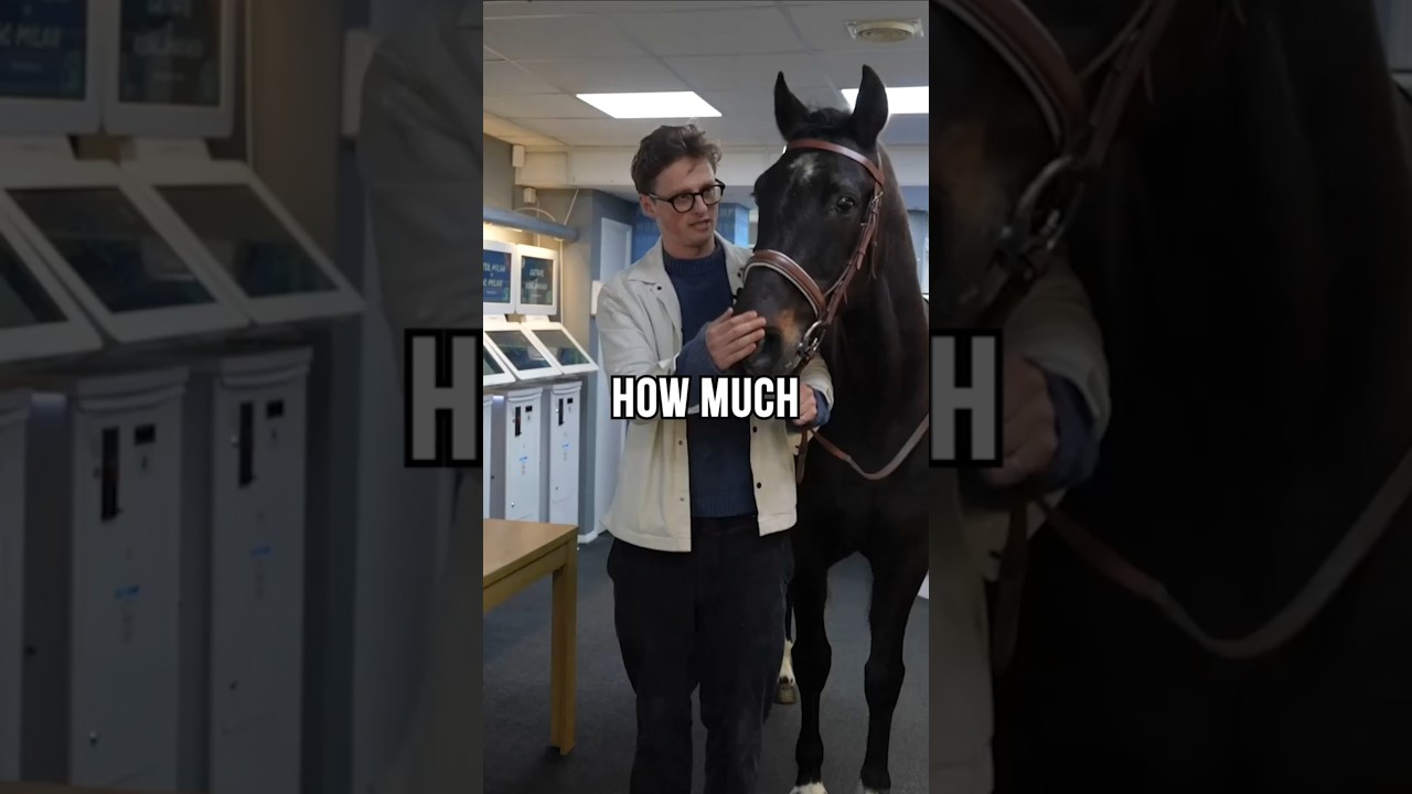 i trained a race horse to gamble