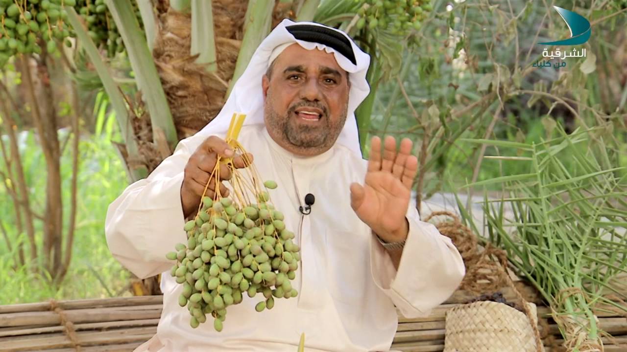 قناة الشرقية من كلباء / ميراث / إنبات النخيل