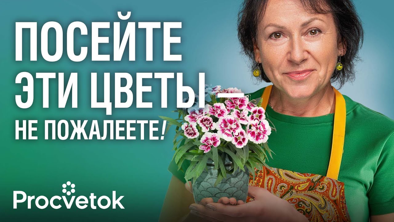 НЕЗАСЛУЖЕННО ЗАБЫТЫЙ ЦВЕТОК, который покорит ваше сердце! Выращиваем из семян гвоздику