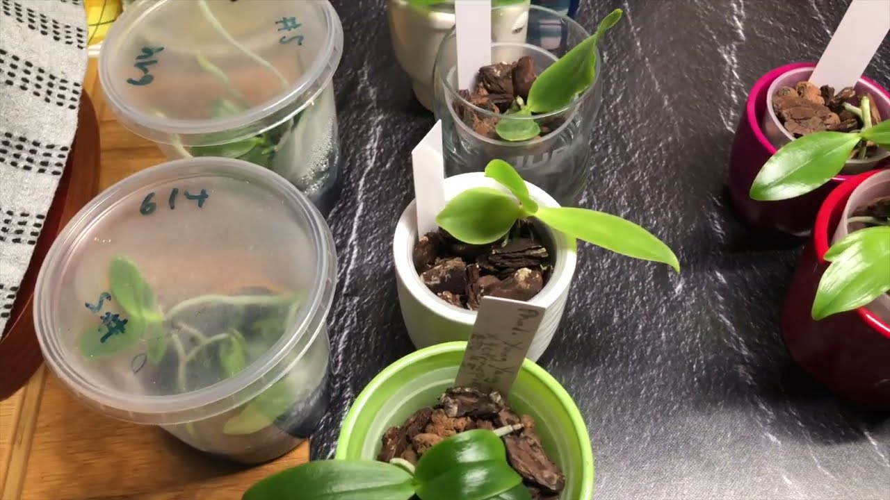 The Quest To Breed Orchids: Episode 3