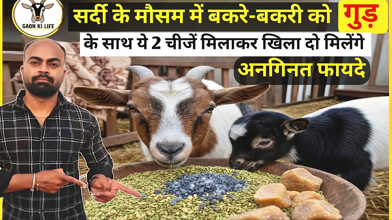 सर्दी के मौसम में बकरे-बकरी को गुड़ के साथ ये 2 चीजें मिलाकर खिला दो मिलेंगे अनगिनत फायदे