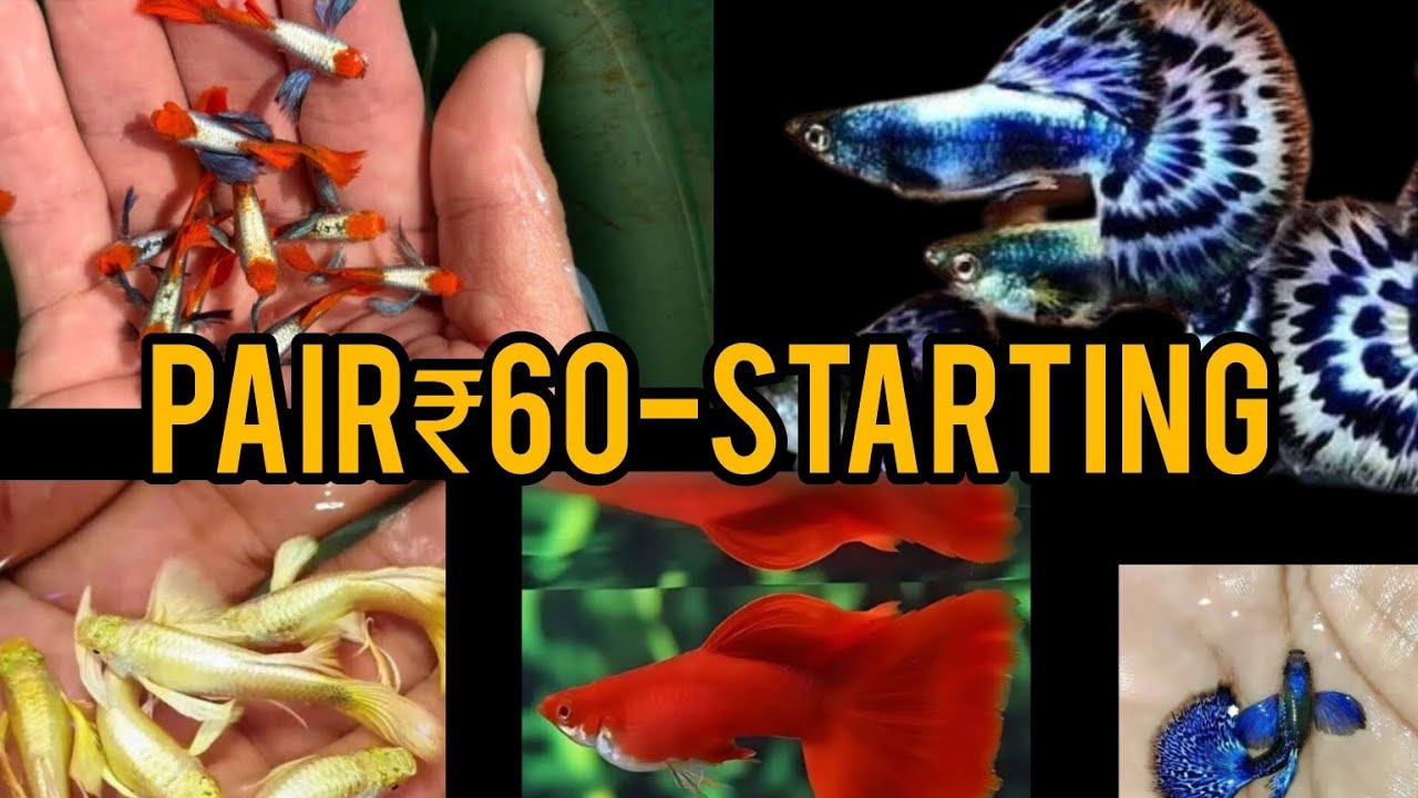 THIS WEEK OFFER LOW PRICE GUPPY ♥️🥰#guppy #கப்பிமீன்#low price guppy#ഗുപ്പ്മീൻ#rara_aquatics 