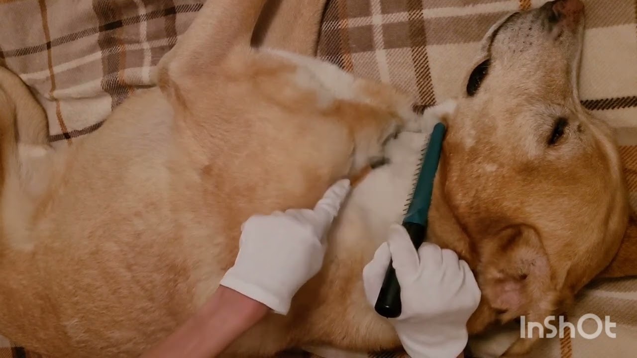 ASMR | Dog Skin Inspection ~ Left Side | NO TALKING | #newasmrtist #asmrdog #asmr #ASMRbyRoxy