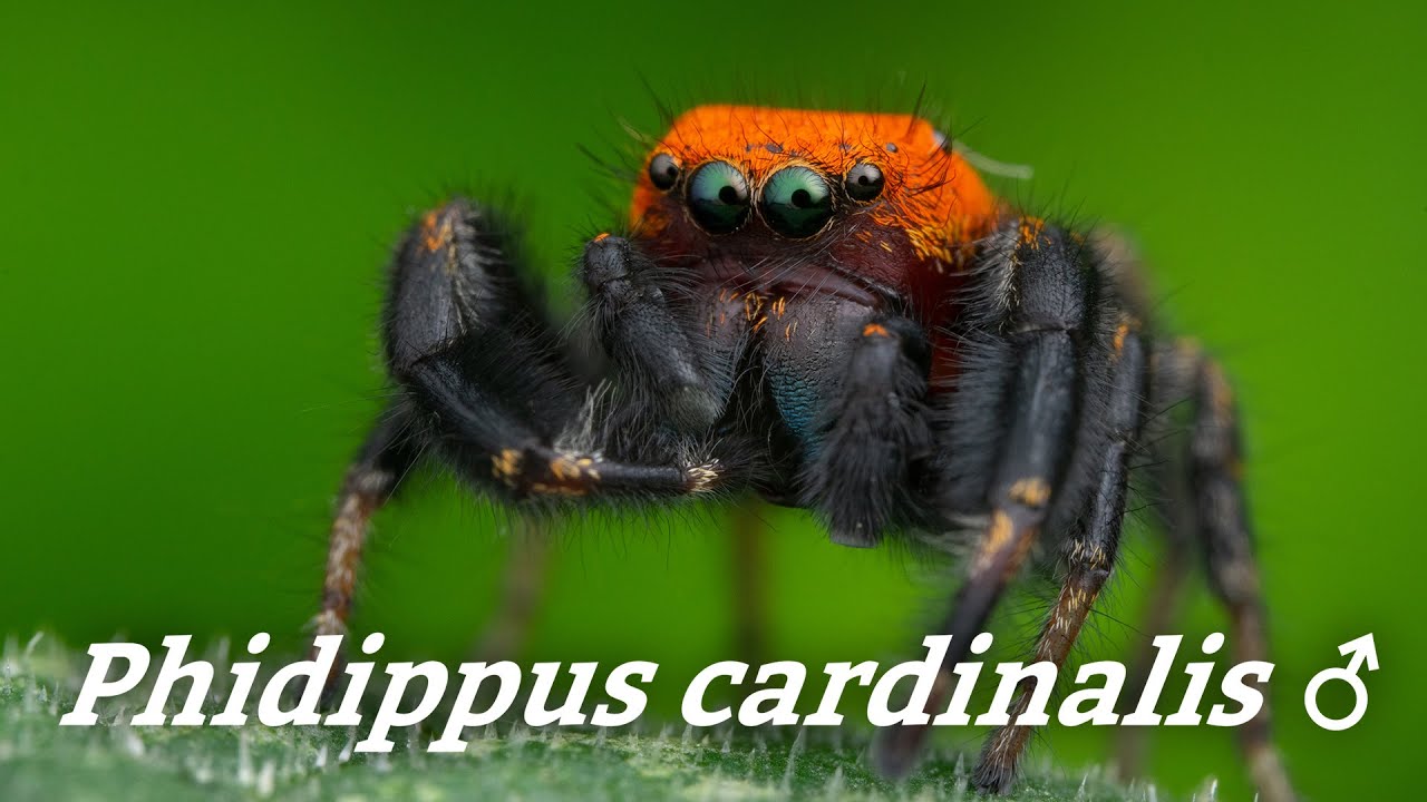 Phidippus cardinalis - Velvet Ant Mimicking Jumping Spider - 4k