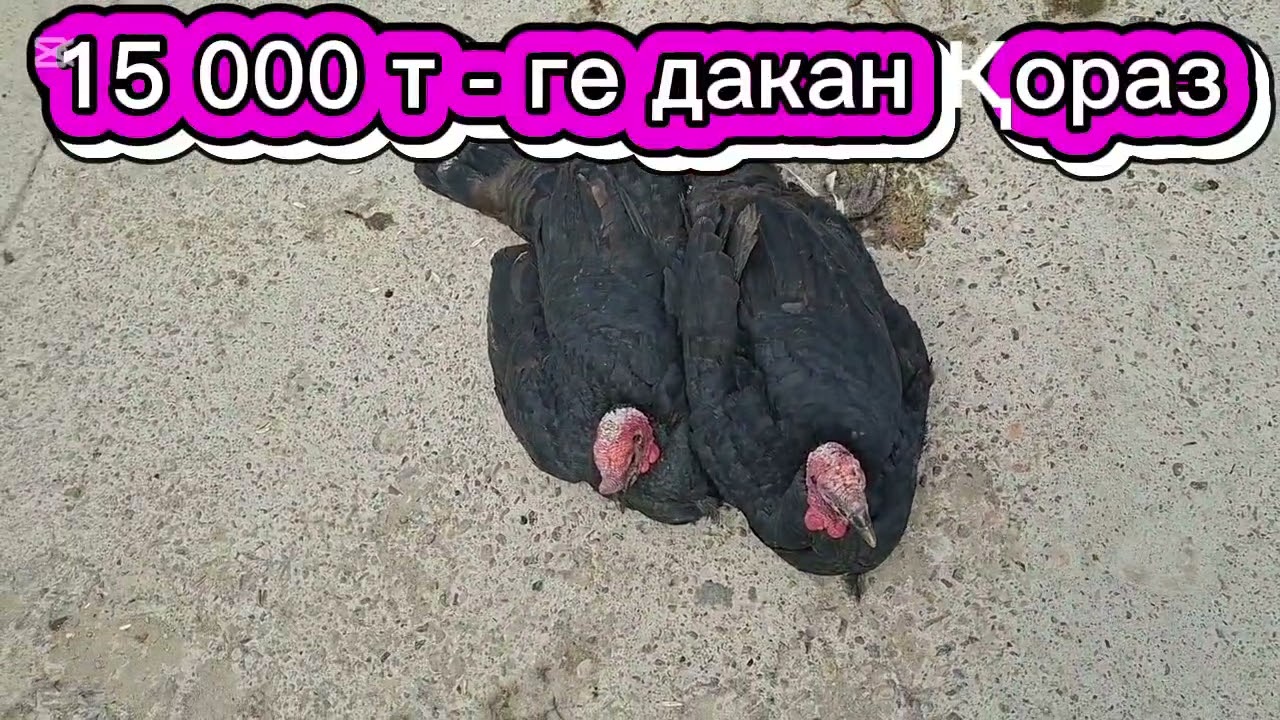 01.03.26.Сарыағаш.Жібек жолы құс базары.Тауықтар,курке тауықтар,қаздар,индоуткалар,кептерлер,қояндар