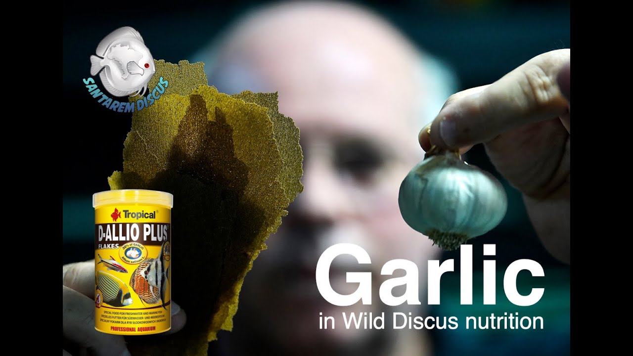 Garlic in Wild Discus nutrition - D Allio Plus